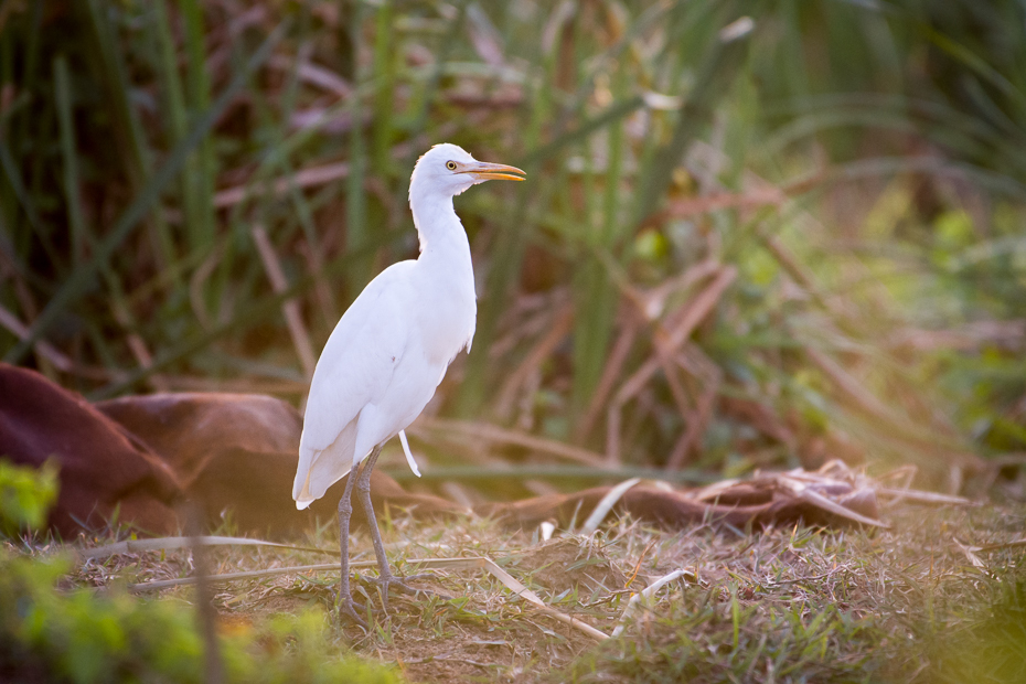  Czapla złotawa Ptaki Nikon D7200 NIKKOR 200-500mm f/5.6E AF-S Sri Lanka 0 ptak dziób fauna egret dzikiej przyrody ptak morski Wielka czapla czapla wodny ptak żuraw jak ptak