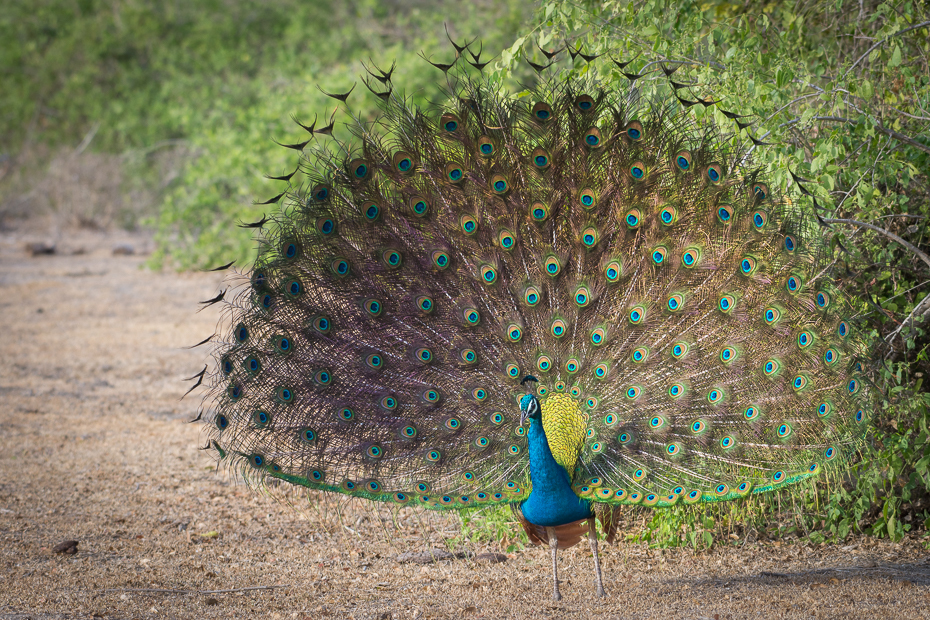  Paw Ptaki Nikon D7200 NIKKOR 200-500mm f/5.6E AF-S Sri Lanka 0 paw ptak galliformes fauna ekosystem rezerwat przyrody dziób dzikiej przyrody pióro Phasianidae