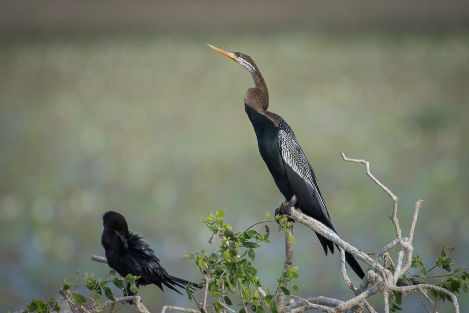  Wężówka indyjska Ptaki Nikon D7200 NIKKOR 200-500mm f/5.6E AF-S Sri Lanka 0 ptak dziób fauna dzioborożec dzikiej przyrody coraciiformes Ciconiiformes czapla