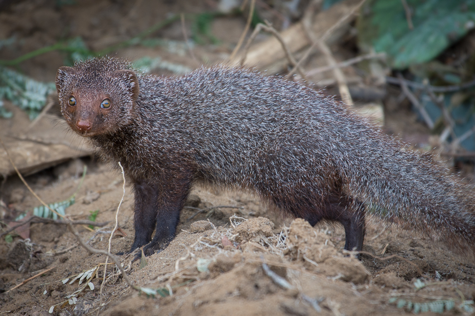  Mangusta indyjska Ssaki Nikon D7200 NIKKOR 200-500mm f/5.6E AF-S Sri Lanka 0 fauna ssak norki zwierzę lądowe viverridae organizm mangusta dzikiej przyrody pysk carnivoran