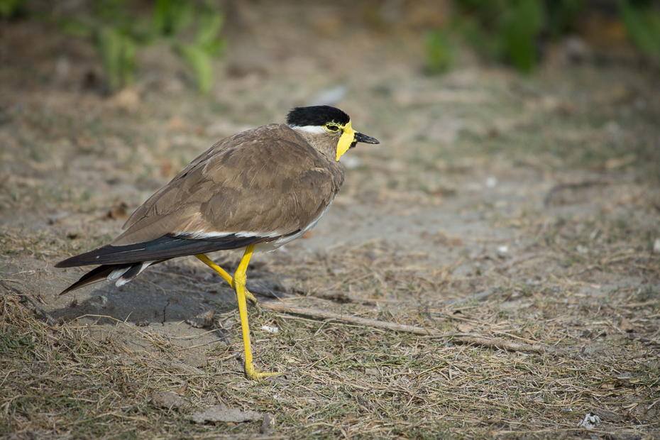  Czajka brunatna Ptaki Nikon D7200 NIKKOR 200-500mm f/5.6E AF-S Sri Lanka 0 ptak fauna ekosystem dziób dzikiej przyrody acridotheres organizm pospolita myna zięba ecoregion