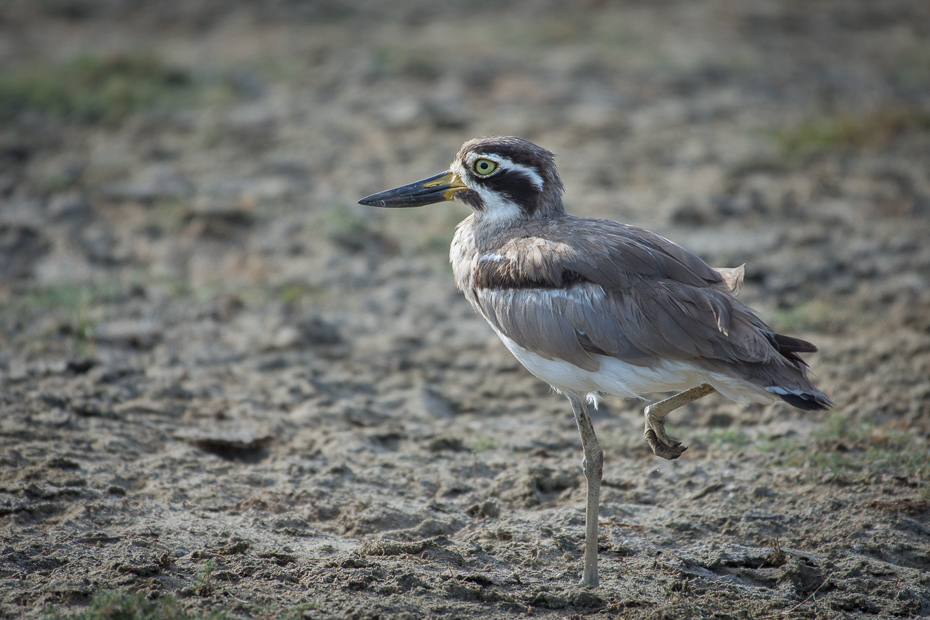  Kulon wielkodzioby Ptaki Nikon D7200 NIKKOR 200-500mm f/5.6E AF-S Sri Lanka 0 ptak dziób fauna dzikiej przyrody shorebird wodny ptak czapla