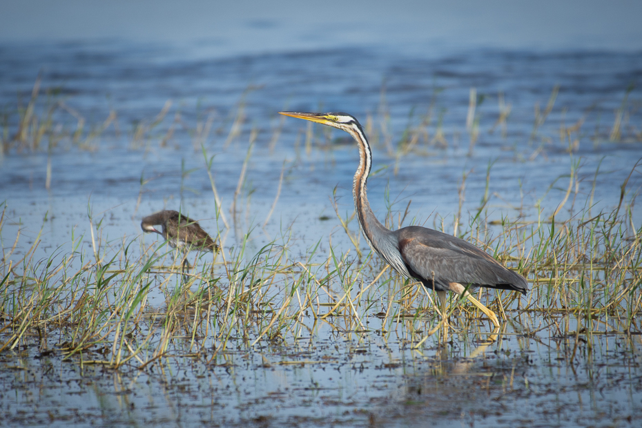  Czapla purpurowa Ptaki Nikon D7200 NIKKOR 200-500mm f/5.6E AF-S Sri Lanka 0 ptak fauna dzikiej przyrody woda czapla dziób shorebird pelecaniformes mokradło bagno