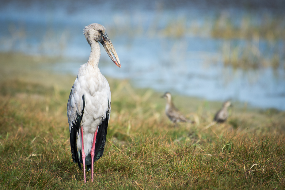  Kleszczak azjatycki Ptaki Nikon D7200 NIKKOR 200-500mm f/5.6E AF-S Sri Lanka 0 bocian ptak Ciconiiformes dziób fauna bocian biały trawa dzikiej przyrody żuraw jak ptak dźwig