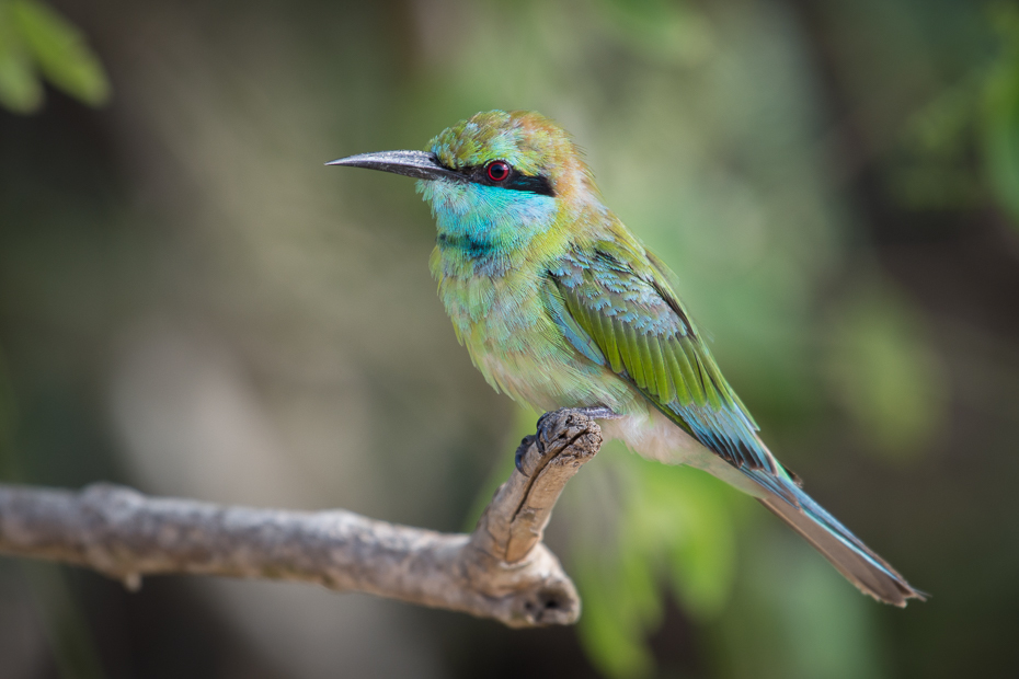  Żołna wschodnia Ptaki Nikon D7200 NIKKOR 200-500mm f/5.6E AF-S Sri Lanka 0 ptak dziób fauna dzikiej przyrody koliber coraciiformes jacamar pióro organizm flycatcher starego świata