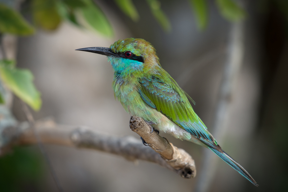  Żołna wschodnia Ptaki Nikon D7200 NIKKOR 200-500mm f/5.6E AF-S Sri Lanka 0 ptak dziób koliber fauna dzikiej przyrody coraciiformes jacamar pióro organizm skrzydło