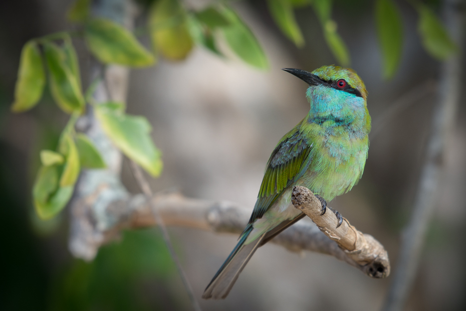  Żołna wschodnia Ptaki Nikon D7200 NIKKOR 200-500mm f/5.6E AF-S Sri Lanka 0 ptak dziób fauna dzikiej przyrody pióro skrzydło gałąź organizm koliber flycatcher starego świata