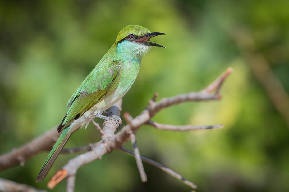  Żołna wschodnia Ptaki Nikon D7200 NIKKOR 200-500mm f/5.6E AF-S Sri Lanka 0 ptak fauna ekosystem dziób dzikiej przyrody coraciiformes zjadacz pszczół organizm skrzydło flycatcher starego świata