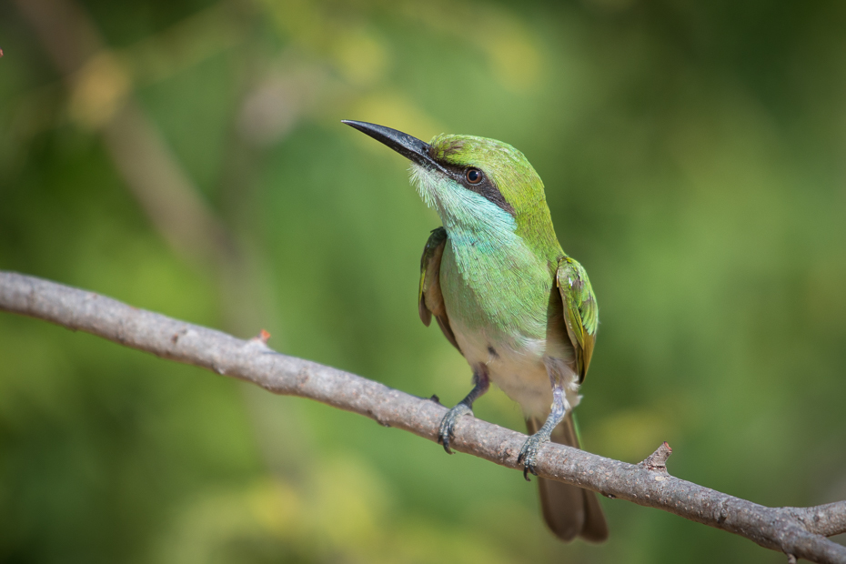  Żołna wschodnia Ptaki Nikon D7200 NIKKOR 200-500mm f/5.6E AF-S Sri Lanka 0 ptak dziób fauna dzikiej przyrody koliber coraciiformes organizm jacamar piciformes gałąź