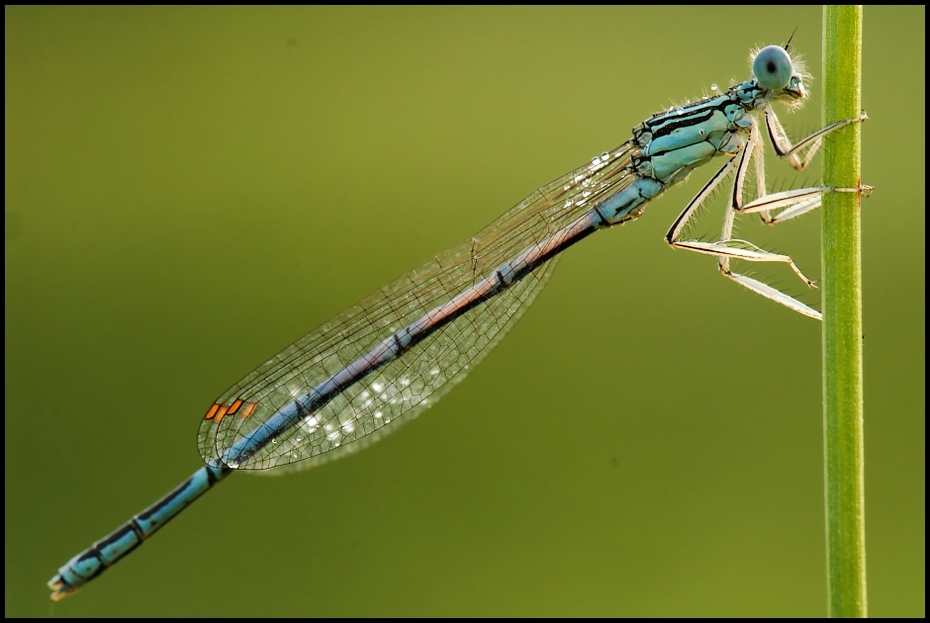  Ważka Ważki Nikon D200 AF-S Micro-Nikkor 105mm f/2.8G IF-ED Makro damselfly owad bezkręgowy ważki i muchy ważka fotografia makro stawonogi organizm