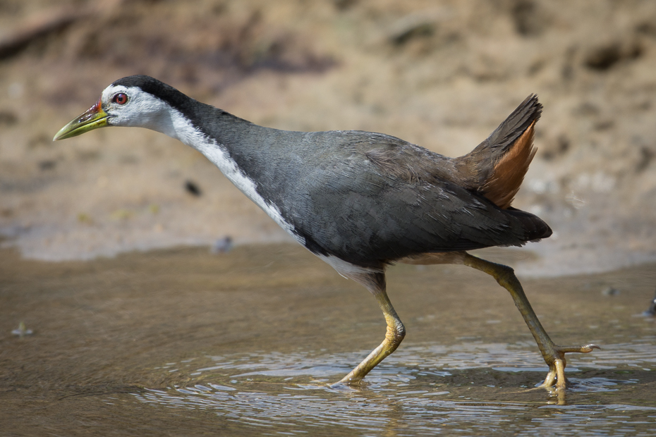  Bagiewnik białopierśny Ptaki Nikon D7200 NIKKOR 200-500mm f/5.6E AF-S Sri Lanka 0 ptak fauna rallidae dziób żuraw jak ptak wodny ptak dzikiej przyrody shorebird woda organizm