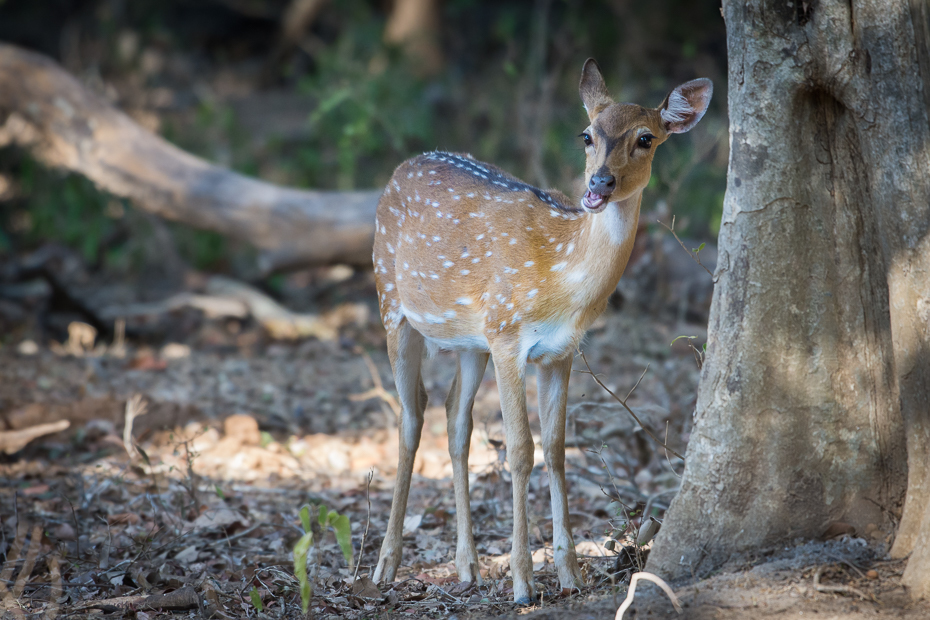  Jeleń aksis (czytal) Ptaki Nikon D7200 NIKKOR 200-500mm f/5.6E AF-S Sri Lanka 0 dzikiej przyrody jeleń fauna pustynia zwierzę lądowe Sarna z bialym ogonem organizm Park Narodowy impala trawa