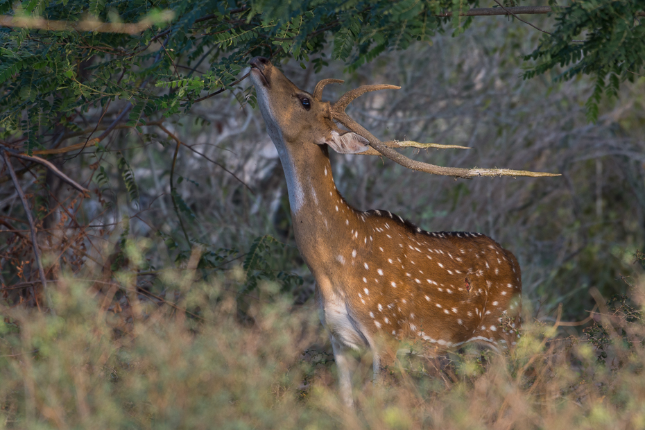  Jeleń aksis (czytal) Ssaki Nikon D7200 NIKKOR 200-500mm f/5.6E AF-S Sri Lanka 0 dzikiej przyrody jeleń zwierzę lądowe fauna ekosystem pustynia rezerwat przyrody Park Narodowy Sarna z bialym ogonem trawa