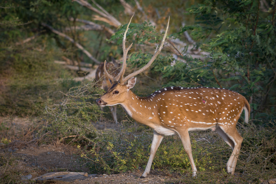  Jeleń aksis (czytal) Ssaki Nikon D7200 NIKKOR 200-500mm f/5.6E AF-S Sri Lanka 0 dzikiej przyrody jeleń ssak fauna ekosystem pustynia zwierzę lądowe rezerwat przyrody Sarna z bialym ogonem Park Narodowy