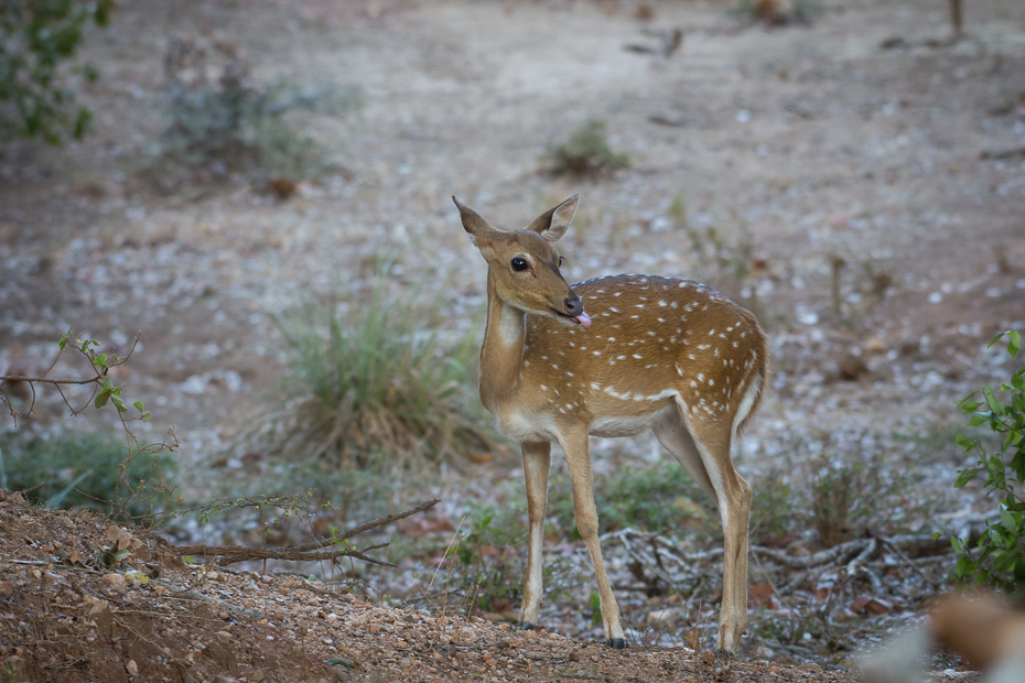  Jeleń aksis (czytal) Ssaki Nikon D7200 NIKKOR 200-500mm f/5.6E AF-S Sri Lanka 0 dzikiej przyrody jeleń fauna ssak zwierzę lądowe ekosystem pustynia Sarna z bialym ogonem Park Narodowy organizm