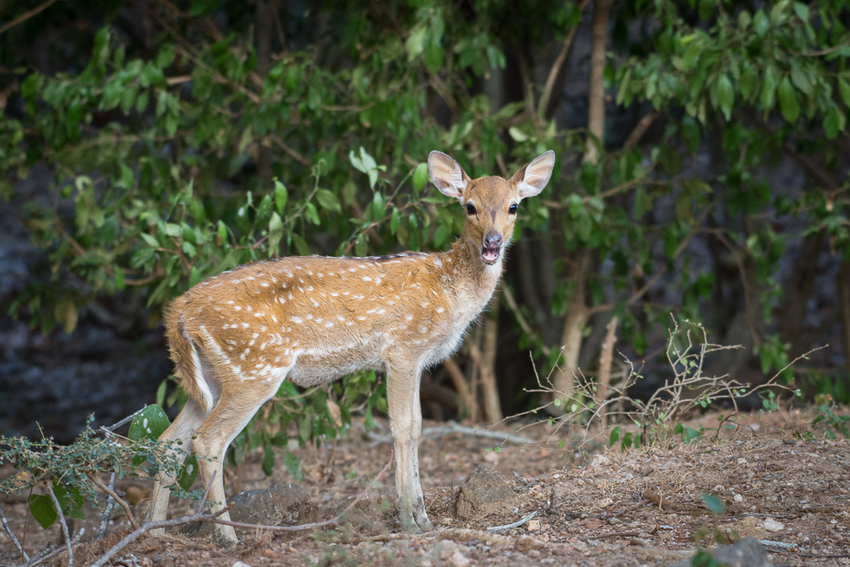  Jeleń aksis (czytal) Ssaki Nikon D7200 NIKKOR 200-500mm f/5.6E AF-S Sri Lanka 0 dzikiej przyrody jeleń fauna ssak ekosystem pustynia rezerwat przyrody zwierzę lądowe Park Narodowy Sarna z bialym ogonem