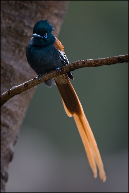  Muchodławka wspaniała Ptaki Nikon D300 Sigma APO 500mm f/4.5 DG/HSM Kenia 0 ptak dziób fauna pióro ptak przysiadujący Gałązka coraciiformes skrzydło strzyżyk dzikiej przyrody