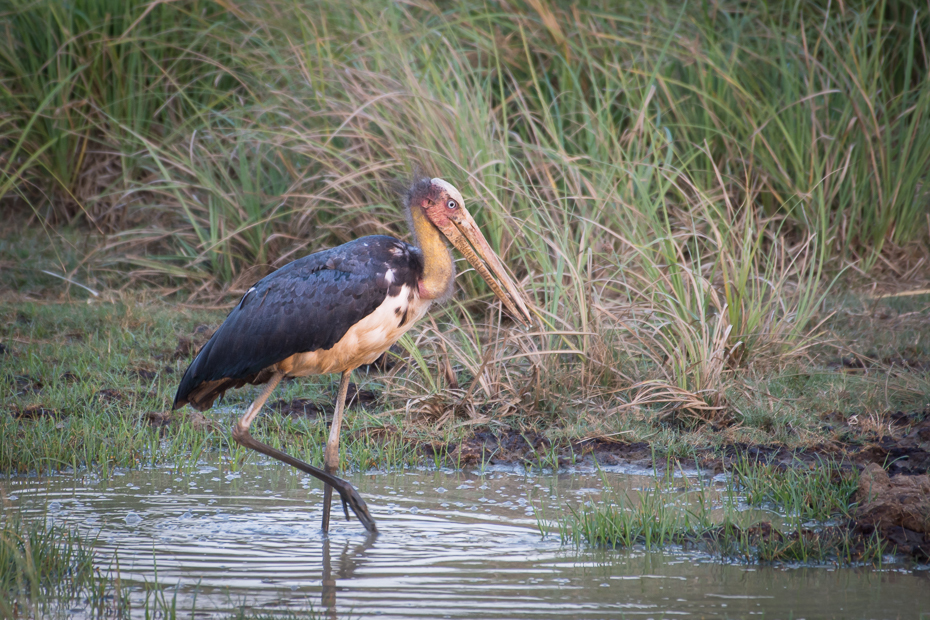  Marabut jawajski Ptaki Nikon D7200 NIKKOR 200-500mm f/5.6E AF-S Sri Lanka 0 ptak bocian Ciconiiformes dziób bocian marabut dzikiej przyrody bocian czarny