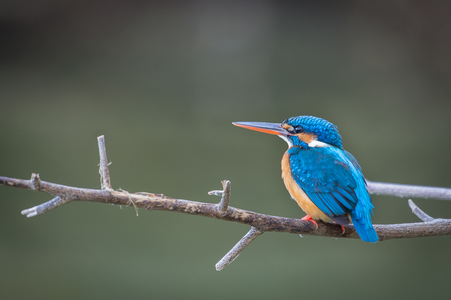  Zimorodek Ptaki Nikon D7200 NIKKOR 200-500mm f/5.6E AF-S Sri Lanka 0 ptak dziób fauna dzikiej przyrody pióro skrzydło coraciiformes organizm strzyżyk flycatcher starego świata