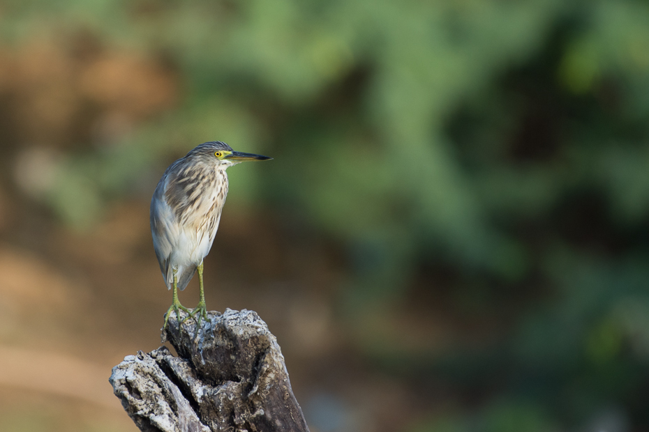  Czapla siodłata Ptaki Nikon D7200 NIKKOR 200-500mm f/5.6E AF-S Sri Lanka 0 ptak fauna dziób dzikiej przyrody zielona czapla ścieśniać flycatcher starego świata