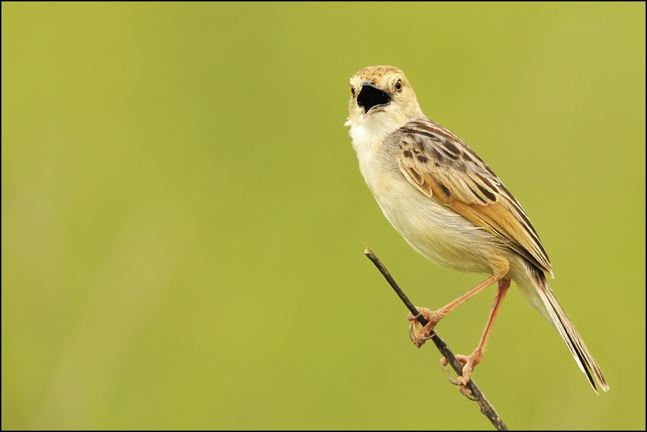  Chwastówka rechoczaca Ptaki Nikon D300 Sigma APO 500mm f/4.5 DG/HSM Tanzania 0 ptak fauna wróbel dzikiej przyrody dziób zięba Wróbel flycatcher starego świata skowronek Emberizidae