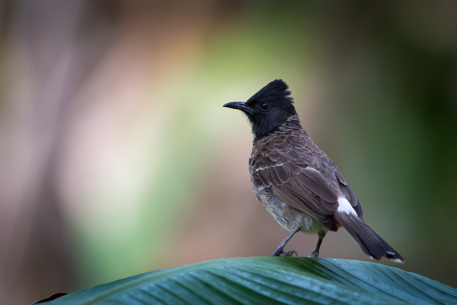  Bilbil czerwonoplamy Ptaki Nikon D7200 NIKKOR 200-500mm f/5.6E AF-S Sri Lanka 0 ptak fauna dziób dzikiej przyrody pióro flycatcher starego świata słowik skrzydło Emberizidae organizm