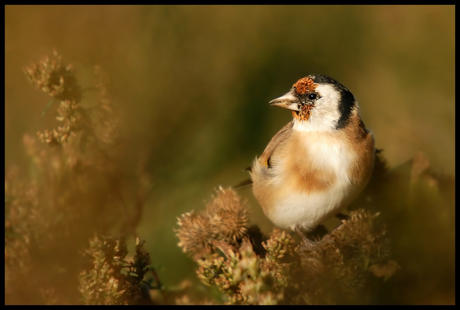  Szczygieł Ptaki szczygiel ptaki goldfinch Nikon D200 Sigma APO 50-500mm f/4-6.3 HSM Zwierzęta ptak fauna dziób zięba dzikiej przyrody ranek wróbel ptak przysiadujący brambling flycatcher starego świata