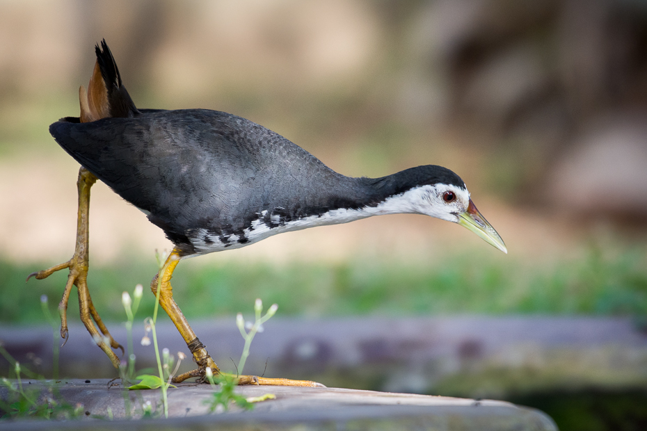  Bagiewnik białopierśny Ptaki Nikon D7200 NIKKOR 200-500mm f/5.6E AF-S Sri Lanka 0 ptak dziób fauna dzikiej przyrody rallidae shorebird żuraw jak ptak wodny ptak organizm ptak morski