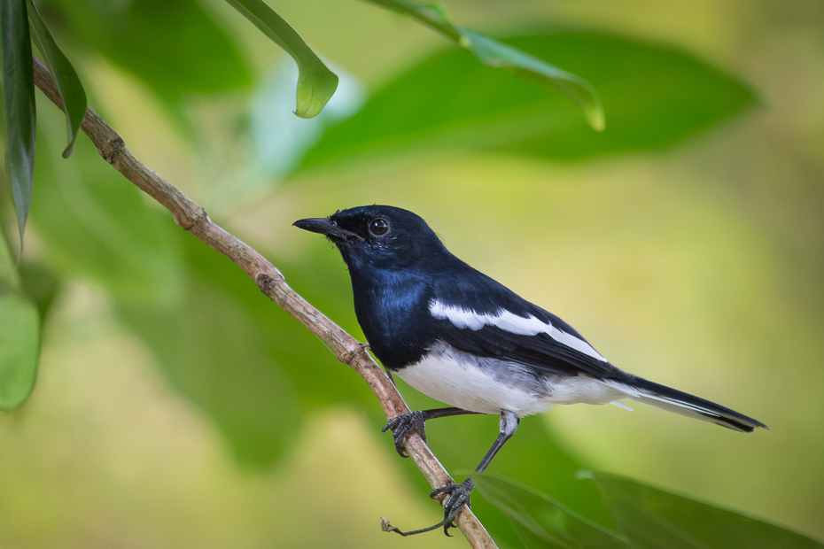  Sroczek zmienny Ptaki Nikon D7200 NIKKOR 200-500mm f/5.6E AF-S Sri Lanka 0 ptak fauna dziób dzikiej przyrody flycatcher starego świata organizm Emberizidae zięba skrzydło ptak przysiadujący