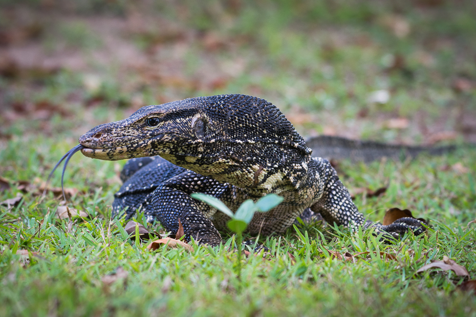  Waran paskowany Gady Nikon D7200 NIKKOR 200-500mm f/5.6E AF-S Sri Lanka 0 zwierzę lądowe gad skalowany gad fauna smok Komodo jaszczurka dzikiej przyrody trawa organizm