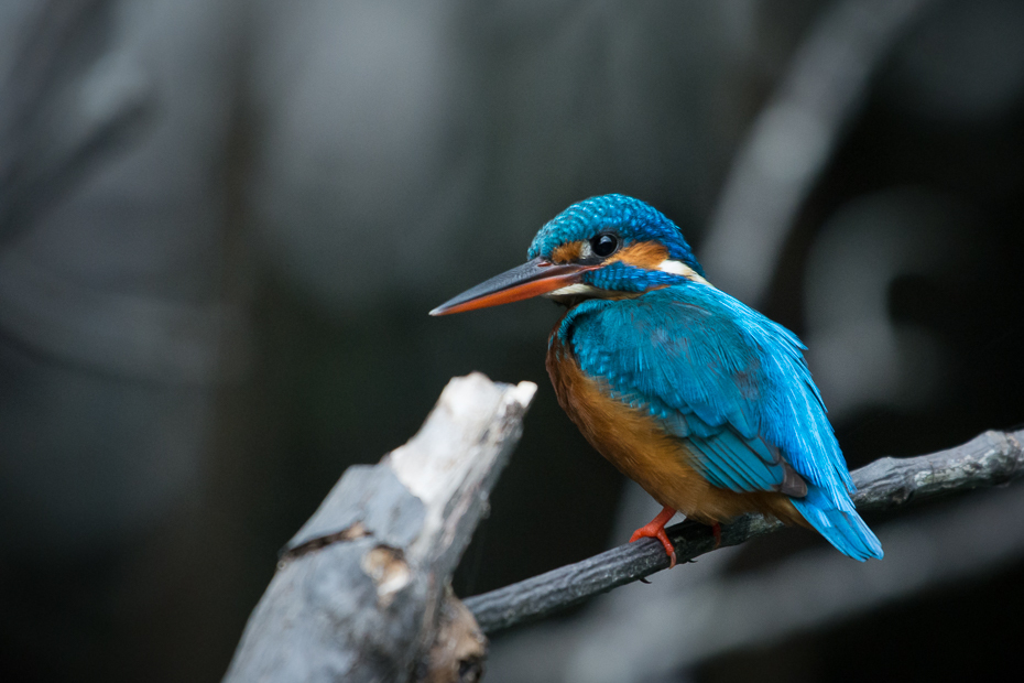  Zimorodek Ptaki Nikon D7200 NIKKOR 200-500mm f/5.6E AF-S Sri Lanka 0 ptak dziób fauna dzikiej przyrody pióro niebieski ptak organizm coraciiformes skrzydło