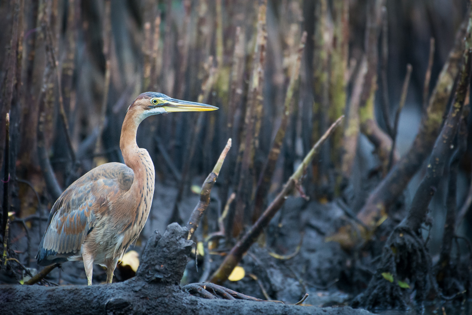  Czapla purpurowa Ptaki Nikon D7200 NIKKOR 200-500mm f/5.6E AF-S Sri Lanka 0 ptak dziób fauna dzikiej przyrody drzewo woda czapla