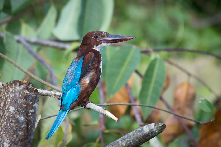  Łowiec krasnodzioby Ptaki Nikon D7200 NIKKOR 200-500mm f/5.6E AF-S Sri Lanka 0 ptak fauna dziób dzikiej przyrody coraciiformes organizm wałek