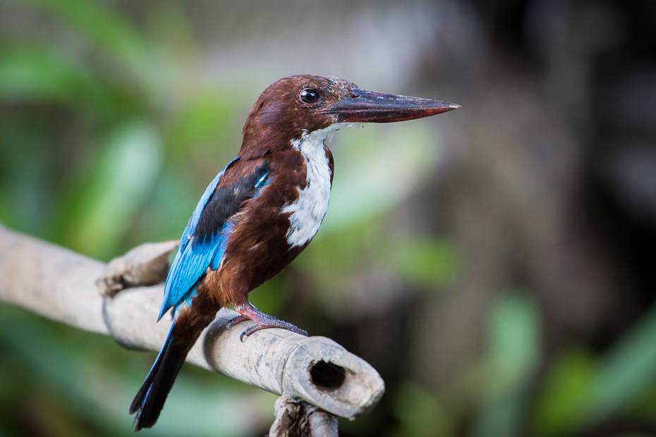  Łowiec krasnodzioby Ptaki Nikon D7200 NIKKOR 200-500mm f/5.6E AF-S Sri Lanka 0 ptak dziób fauna dzikiej przyrody organizm coraciiformes