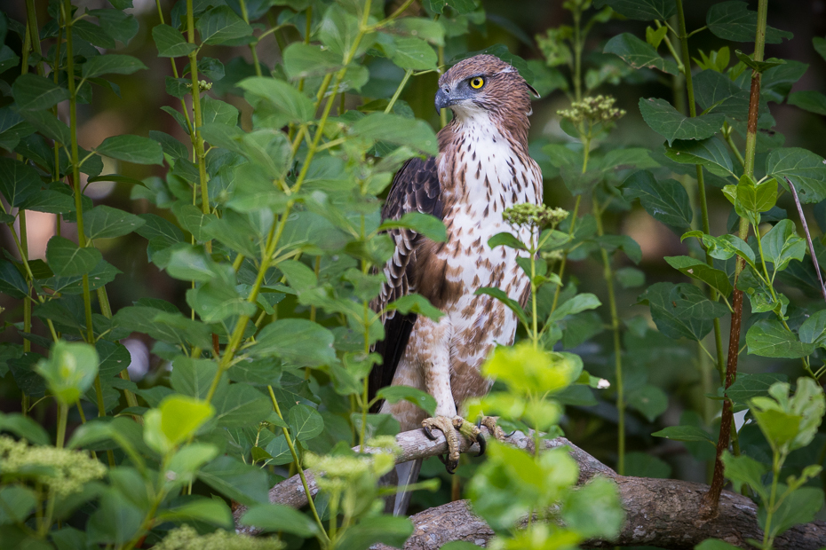  Wojownik indyjski Ptaki Nikon D7200 NIKKOR 200-500mm f/5.6E AF-S Sri Lanka 0 ptak fauna dziób jastrząb dzikiej przyrody ptak drapieżny flora sokół organizm myszołów