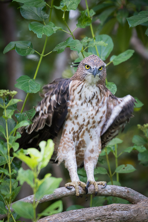  Wojownik indyjski Ptaki Nikon D7200 NIKKOR 200-500mm f/5.6E AF-S Sri Lanka 0 ptak fauna ptak drapieżny sowa dziób jastrząb dzikiej przyrody organizm drzewo