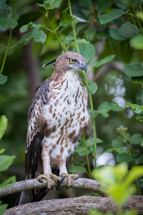  Wojownik indyjski Ptaki Nikon D7200 NIKKOR 200-500mm f/5.6E AF-S Sri Lanka 0 ptak fauna jastrząb dziób ptak drapieżny dzikiej przyrody myszołów sokół orzeł organizm