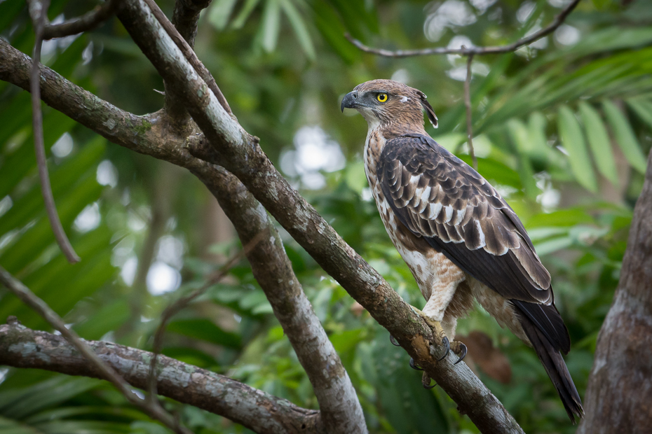  Wojownik indyjski Ptaki Nikon D7200 NIKKOR 200-500mm f/5.6E AF-S Sri Lanka 0 ptak fauna dziób ekosystem jastrząb ptak drapieżny dzikiej przyrody orzeł myszołów sokół