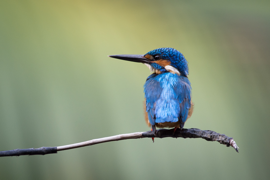  Zimorodek Ptaki Nikon D7200 NIKKOR 200-500mm f/5.6E AF-S Sri Lanka 0 ptak dziób fauna dzikiej przyrody coraciiformes ścieśniać wałek pióro skrzydło zjadacz pszczół