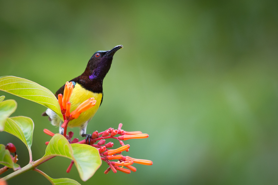  Nektarnik żółtobrzuchy Ptaki Nikon D7200 NIKKOR 200-500mm f/5.6E AF-S Sri Lanka 0 ptak fauna dziób flora koliber dzikiej przyrody wilga na starym świecie organizm nektar coraciiformes