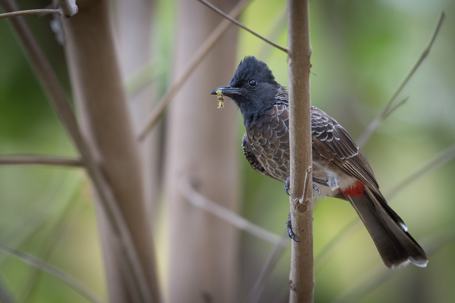  Bilbil czerwonoplamy Ptaki Nikon D7200 NIKKOR 200-500mm f/5.6E AF-S Sri Lanka 0 ptak fauna dziób bulbul dzikiej przyrody słowik flycatcher starego świata ptak przysiadujący zięba Emberizidae