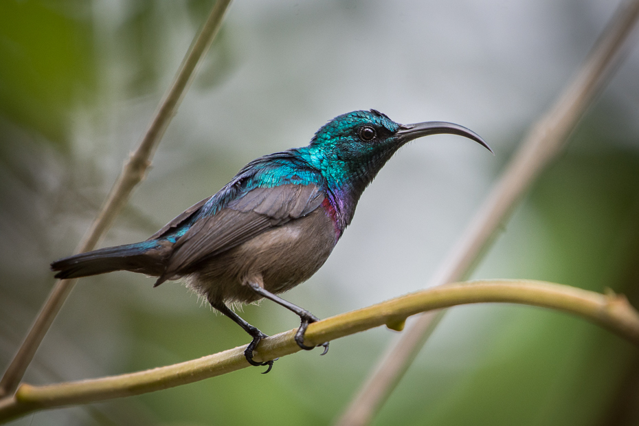  Nektarnik długodzioby Ptaki Nikon D7200 NIKKOR 200-500mm f/5.6E AF-S Sri Lanka 0 ptak dziób fauna koliber dzikiej przyrody pióro strzyżyk organizm flycatcher starego świata skrzydło