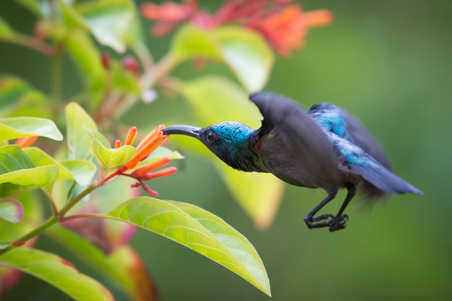  Nektarnik długodzioby Ptaki Nikon D7200 NIKKOR 200-500mm f/5.6E AF-S Sri Lanka 0 ptak dziób fauna flora ścieśniać dzikiej przyrody organizm koliber