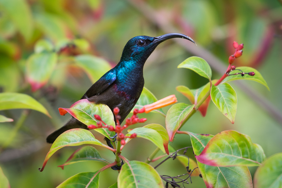  Nektarnik długodzioby Ptaki Nikon D7200 NIKKOR 200-500mm f/5.6E AF-S Sri Lanka 0 ptak fauna dziób koliber dzikiej przyrody flora liść organizm