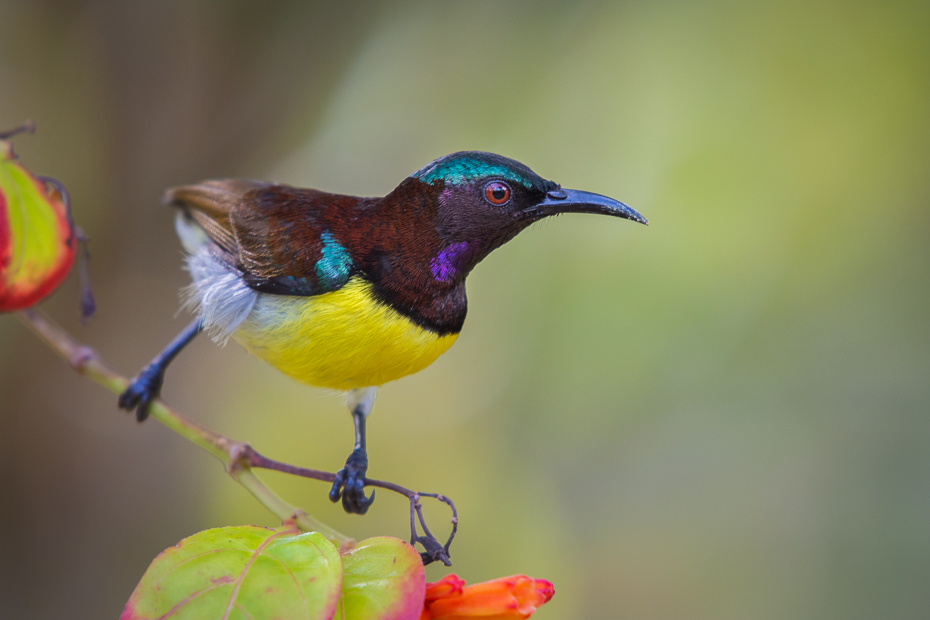  Nektarnik żółtobrzuchy Ptaki Nikon D7200 NIKKOR 200-500mm f/5.6E AF-S Sri Lanka 0 ptak dziób fauna dzikiej przyrody organizm koliber coraciiformes pióro strzyżyk