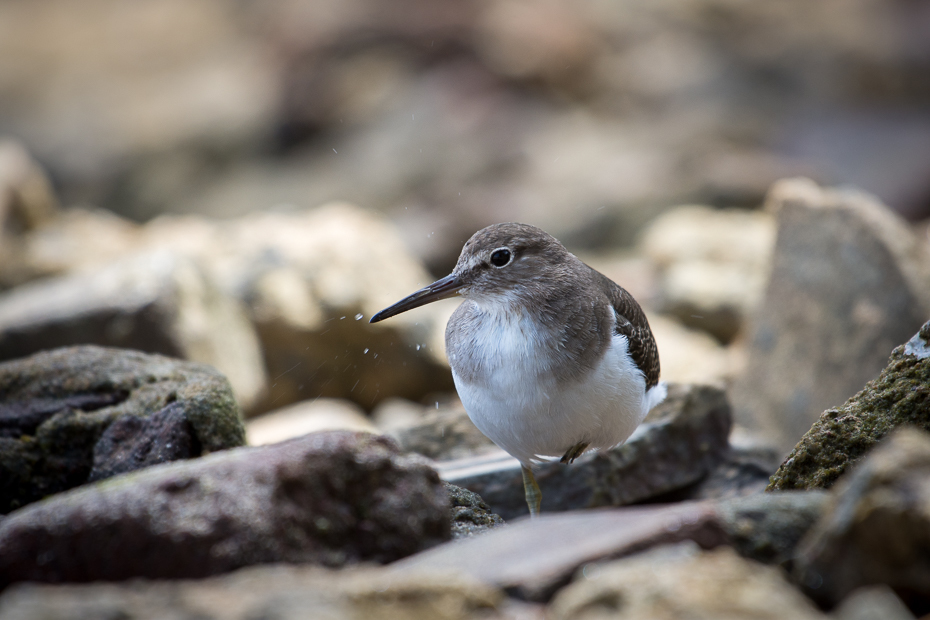  Brodziec piskliwy Ptaki Nikon D7200 NIKKOR 200-500mm f/5.6E AF-S Teneryfa 0 ptak fauna dziób shorebird dzikiej przyrody organizm wodny ptak