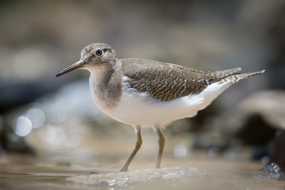  Brodziec piskliwy Ptaki Nikon D7200 NIKKOR 200-500mm f/5.6E AF-S Sri Lanka 0 ptak fauna dziób shorebird brodziec dzikiej przyrody redshank charadriiformes Calidrid ptak morski