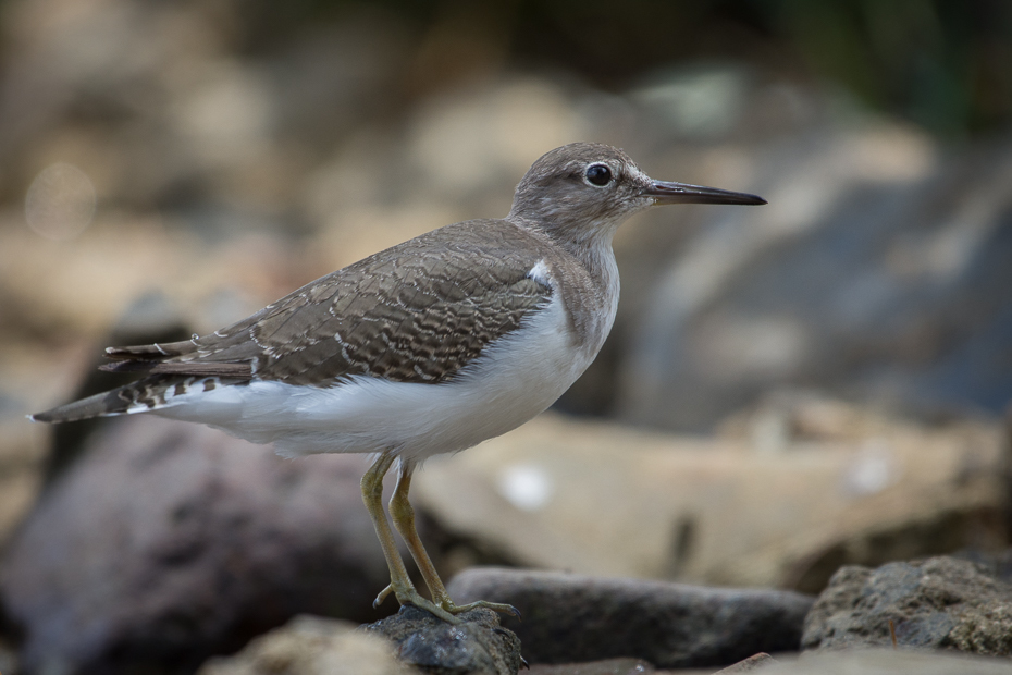  Brodziec piskliwy Ptaki Nikon D7200 NIKKOR 200-500mm f/5.6E AF-S Sri Lanka 0 ptak fauna dziób shorebird dzikiej przyrody ptak morski brodziec organizm charadriiformes redshank