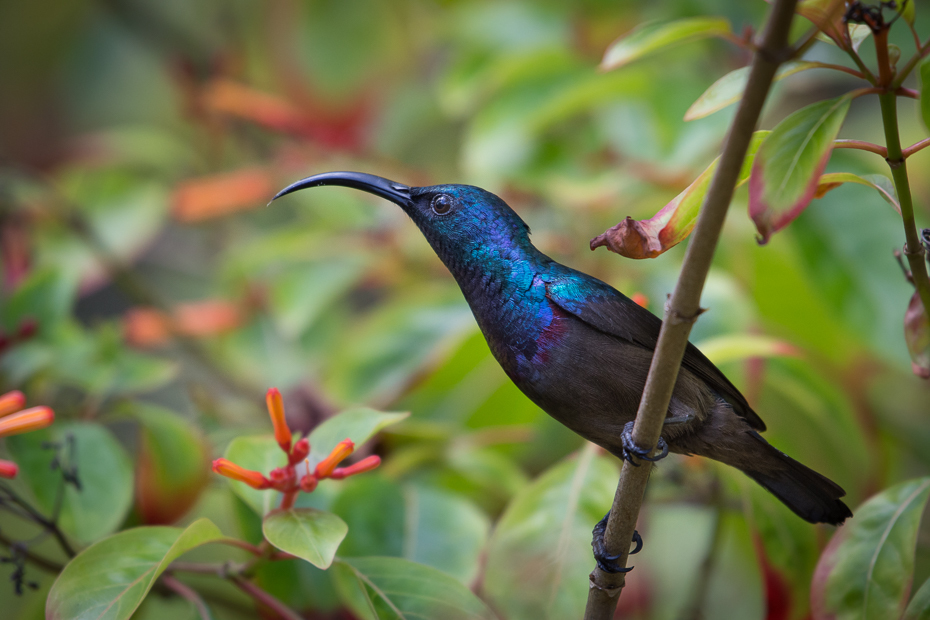  Nektarnik długodzioby Ptaki Nikon D7200 NIKKOR 200-500mm f/5.6E AF-S Sri Lanka 0 ptak fauna dziób koliber flora dzikiej przyrody ścieśniać organizm roślina