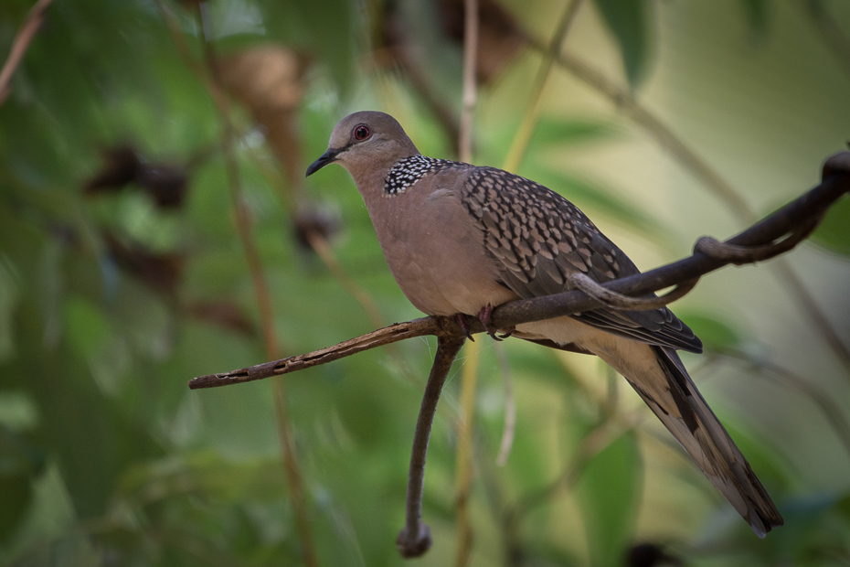  Turkawka Ptaki Nikon D7200 NIKKOR 200-500mm f/5.6E AF-S Sri Lanka 0 ptak fauna dziób dzikiej przyrody organizm